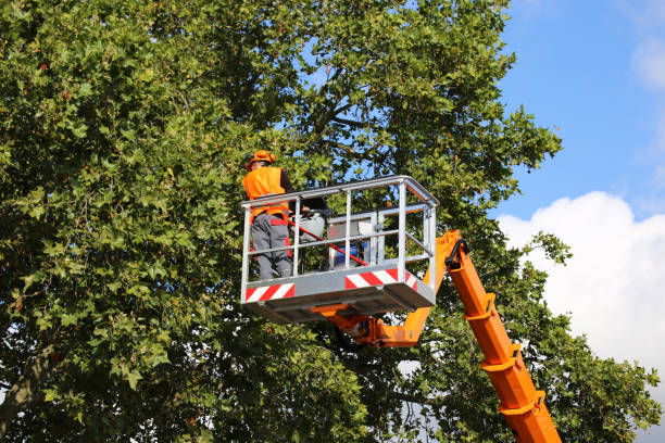 Best Tree Removal Cost  in Moroni, UT